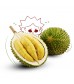 Musang King